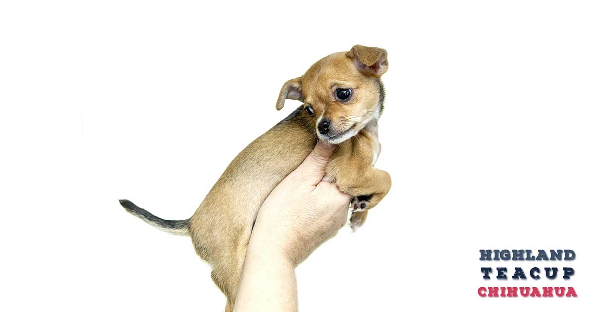 Teacup Chihuahua Puppy For Sale- 50% Discount On All Puppies